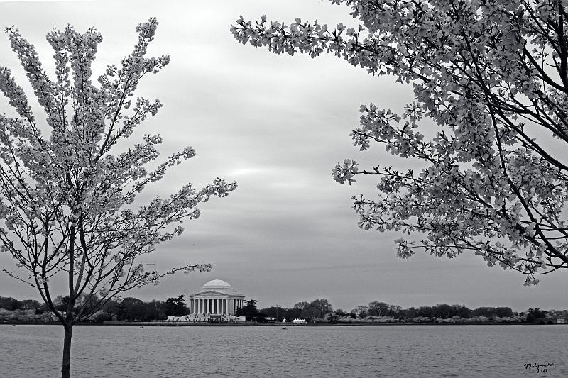 20080403_115733 D300 P1.jpg - Jefferson Memorial and cherry blossom blloming along Tidal Basin